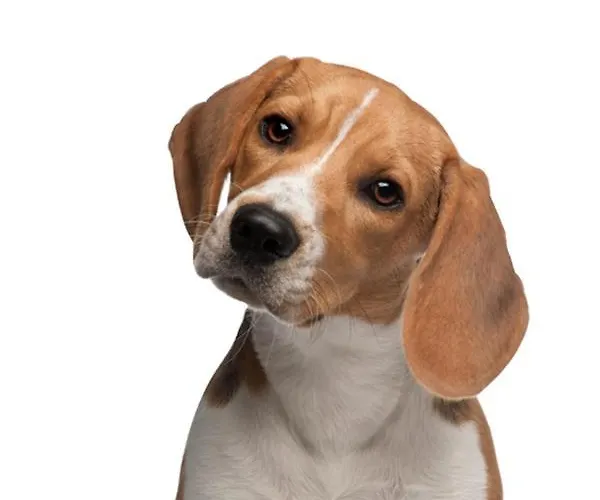 Havre De Paix A Saint-raphael, * Saint-Raphaël